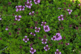 Thymus pulegioides 'Kurt' Grote tijm bestellen